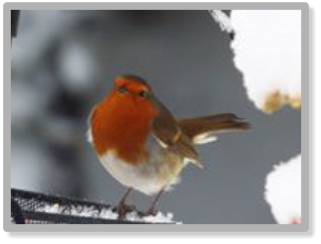 robin in the snow