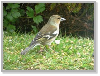 garden bird ground feeder