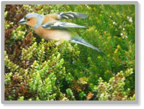 garden brid on the cotoneaster
