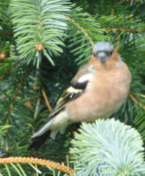 chaffinch in the garden 