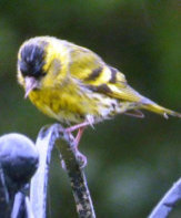 bird in the garden 